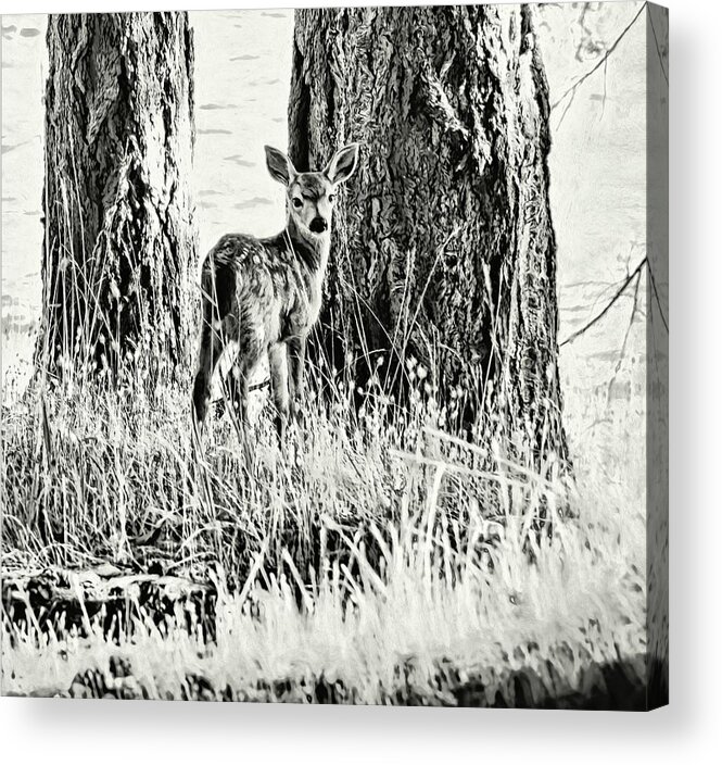 Fawn Acrylic Print featuring the photograph Curious by Kathy Bassett