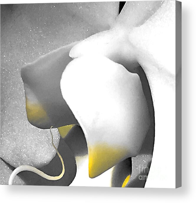 Orchid Acrylic Print featuring the photograph Delicate as Egg Yolk #2 by Sherry Hallemeier
