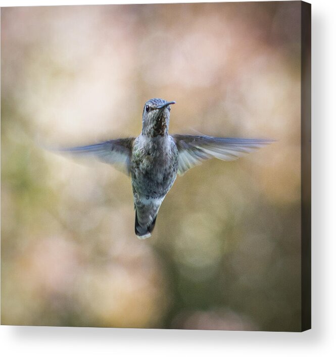 Hummingbird Acrylic Print featuring the photograph Diablo by Marilyn Wilson