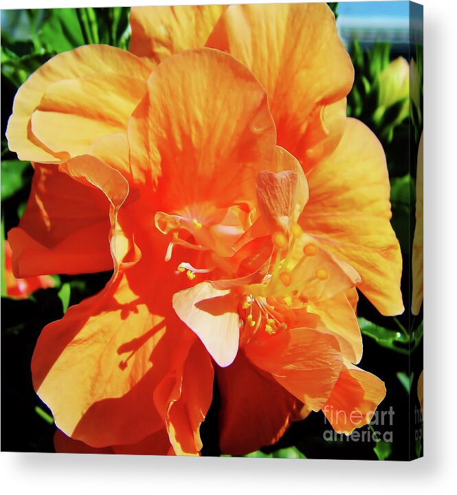 Hibiscus Acrylic Print featuring the photograph Double Hibiscus by D Hackett