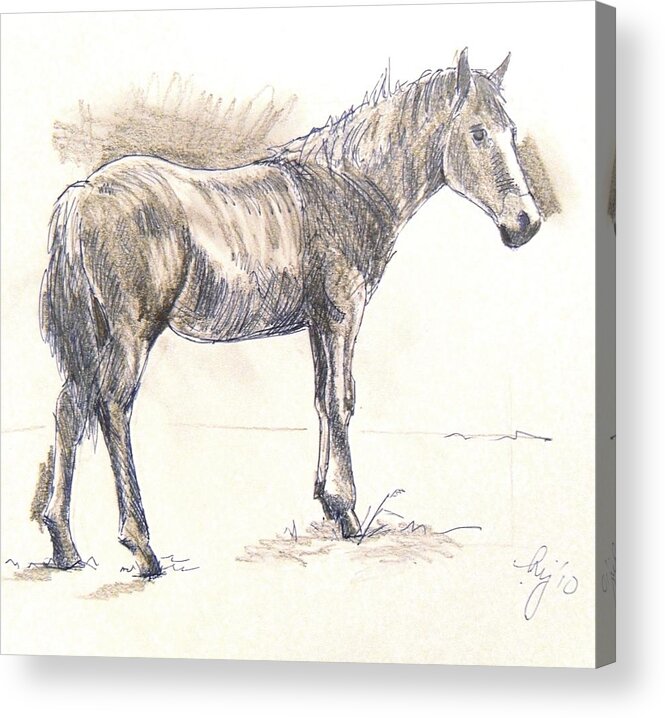 Horse Acrylic Print featuring the drawing Drawing of a Horse by Mike Jory