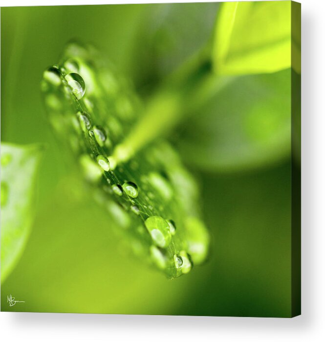 Raindrops Acrylic Print featuring the photograph Droplets by Mary Anne Delgado