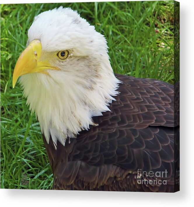 Bald Eagle Acrylic Print featuring the photograph Eagle Eye by D Hackett