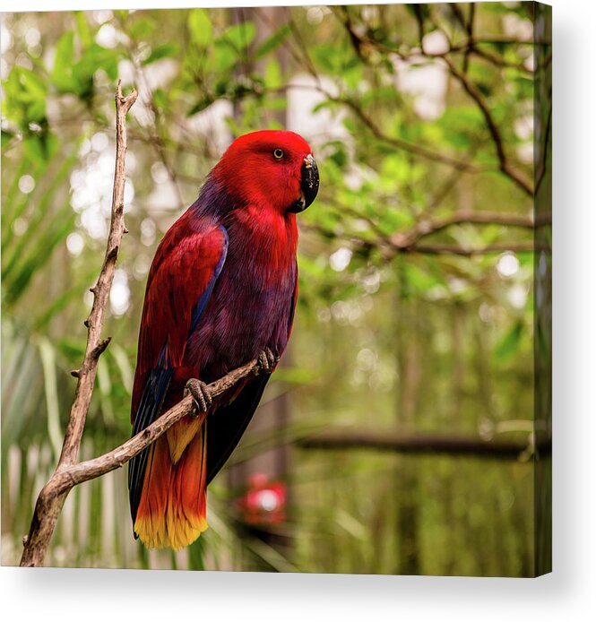 Eclectus Parrot Acrylic Print featuring the photograph Eclectus Parrot by Cynthia Wolfe