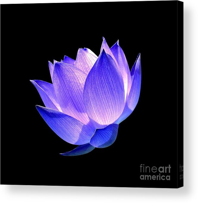 Flower Acrylic Print featuring the photograph Enlightened by Jacky Gerritsen