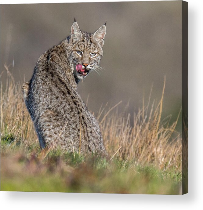 Pt Reyes Acrylic Print featuring the photograph Estero Loner by Kevin Dietrich