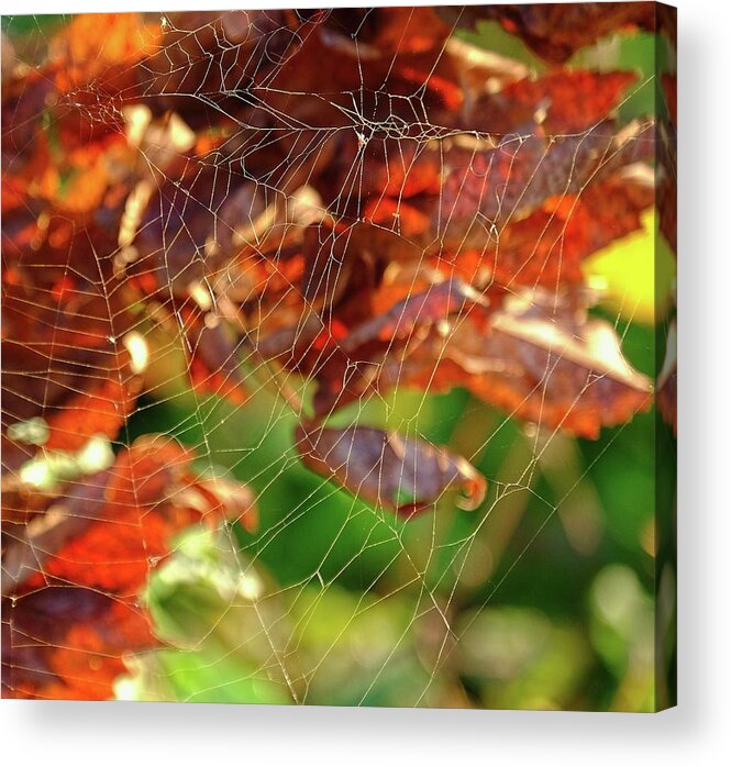 Fall Acrylic Print featuring the photograph Fall Spiderweb by Ronda Ryan