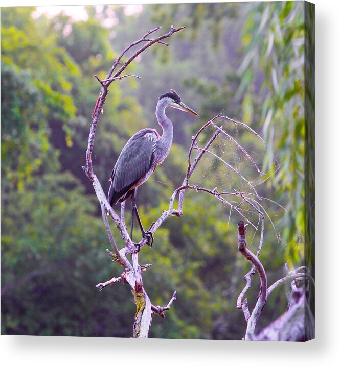 Related Tags: Acrylic Print featuring the photograph Fishin from a tree by Robert Pearson
