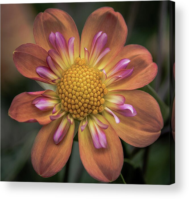 Dahlia Acrylic Print featuring the photograph Floral Excellence by Jerry Cahill