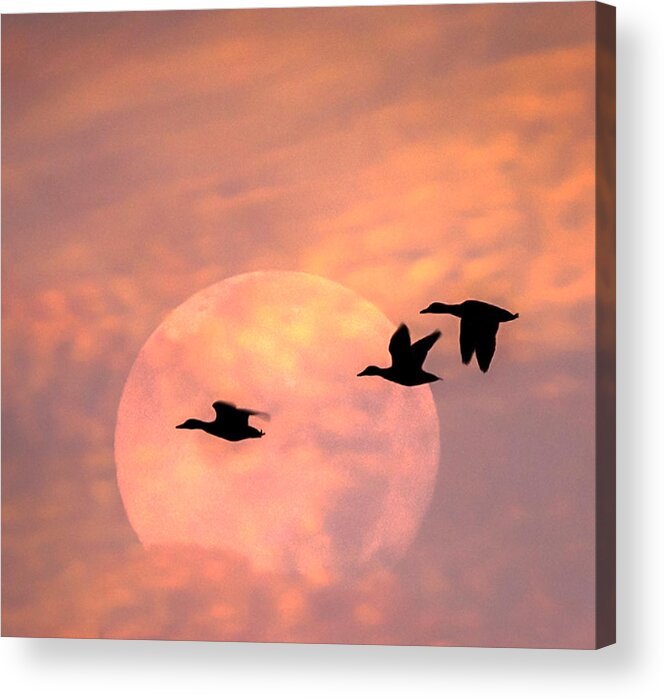 Terry D Photography Acrylic Print featuring the photograph Fly High Moon Geese Square by Terry DeLuco