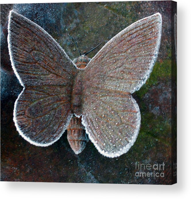 Butterfly Acrylic Print featuring the photograph Frosted Butterfly by Kathy DesJardins