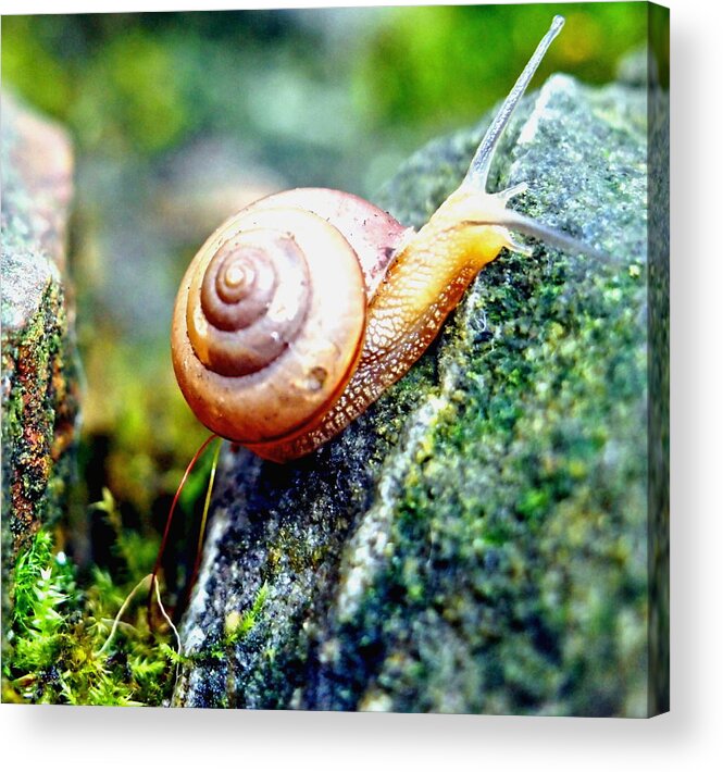 Nature Acrylic Print featuring the photograph Garden Snail by Amy McDaniel