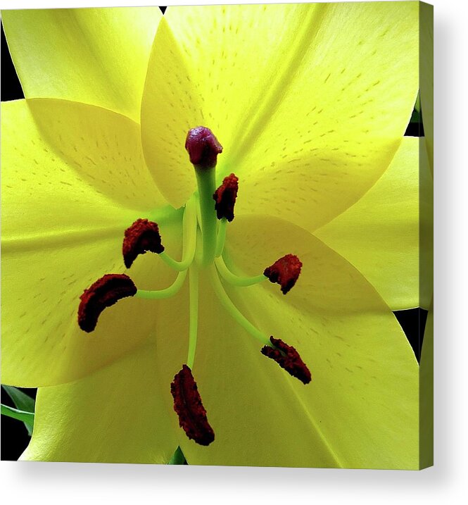 Flower Acrylic Print featuring the photograph Glowing Lily by Linda Stern