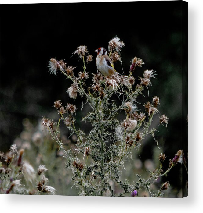 American Acrylic Print featuring the photograph Goldfinch sitting on a thistle by Scott Lyons