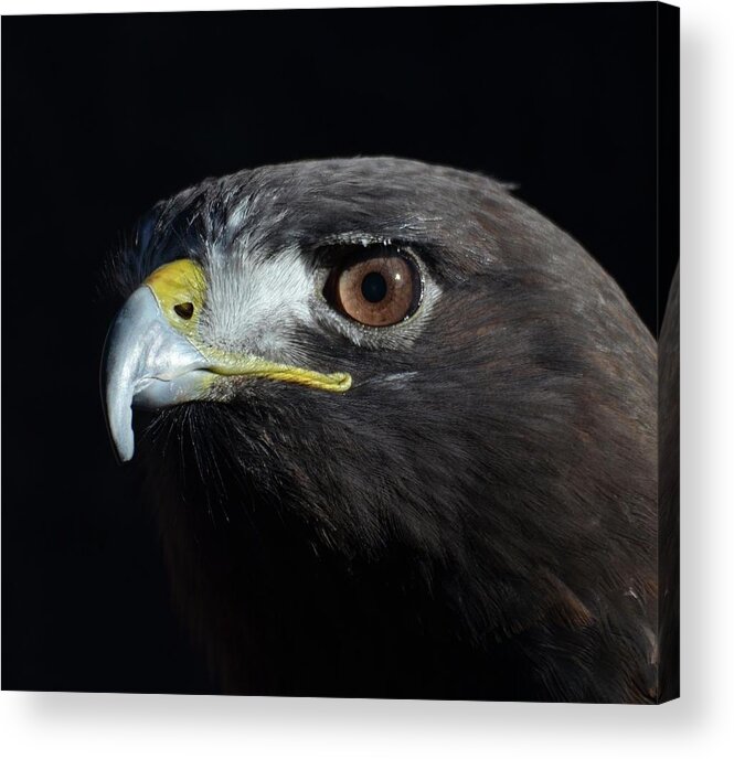 Hawk Acrylic Print featuring the photograph Hawk on Black by Richard Bryce and Family