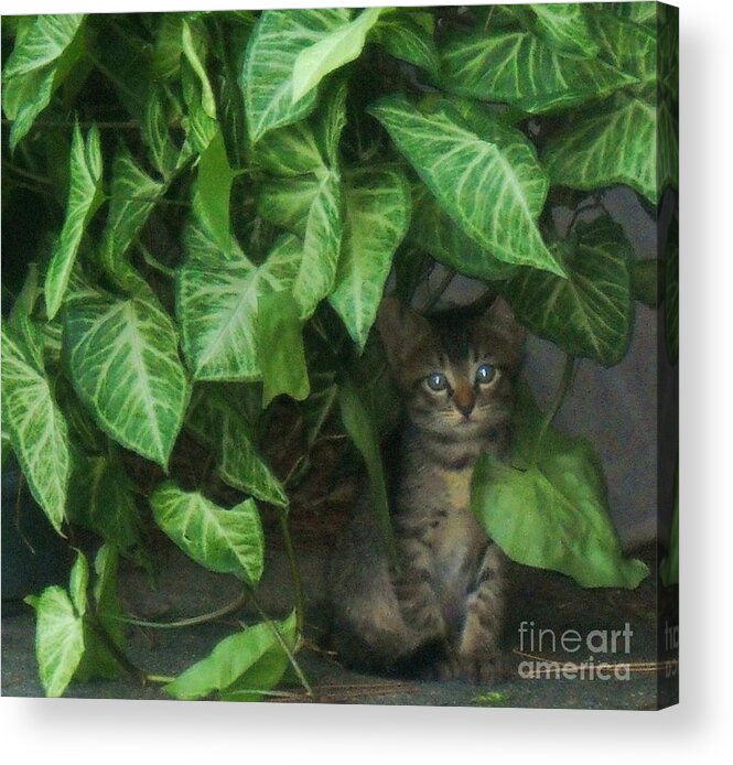 Cats Acrylic Print featuring the photograph Homeless by Leslie Revels