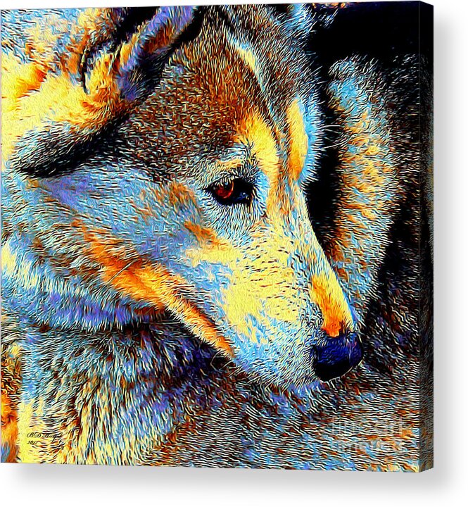 Dogs Acrylic Print featuring the digital art Husky Up Close by DB Hayes