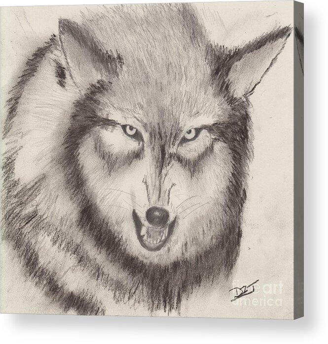 Wolf Acrylic Print featuring the drawing I'm Not A Dog by David Jackson