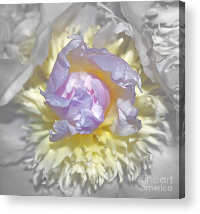 Floral Acrylic Print featuring the photograph Innocence by Gwyn Newcombe
