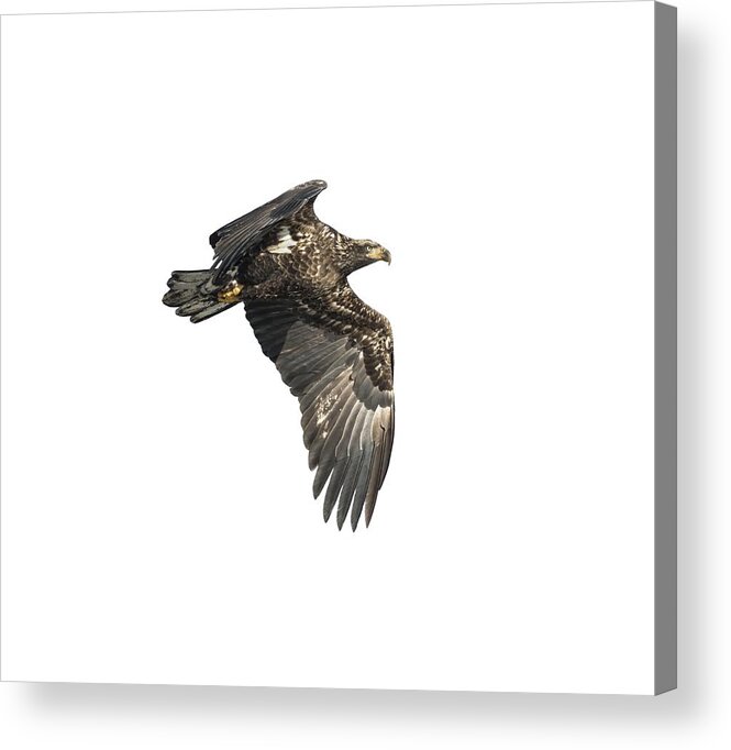 American Bald Eagle Acrylic Print featuring the photograph Isolated Eagle 2017-2 by Thomas Young