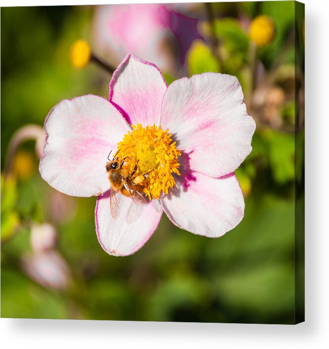 Flower Acrylic Print featuring the photograph Just A Little Sip. by Charles McCleanon
