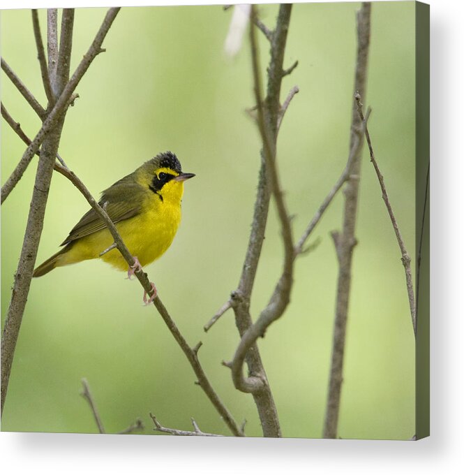  Warbler Acrylic Print featuring the photograph Kentucky Warbler by Jim E Johnson