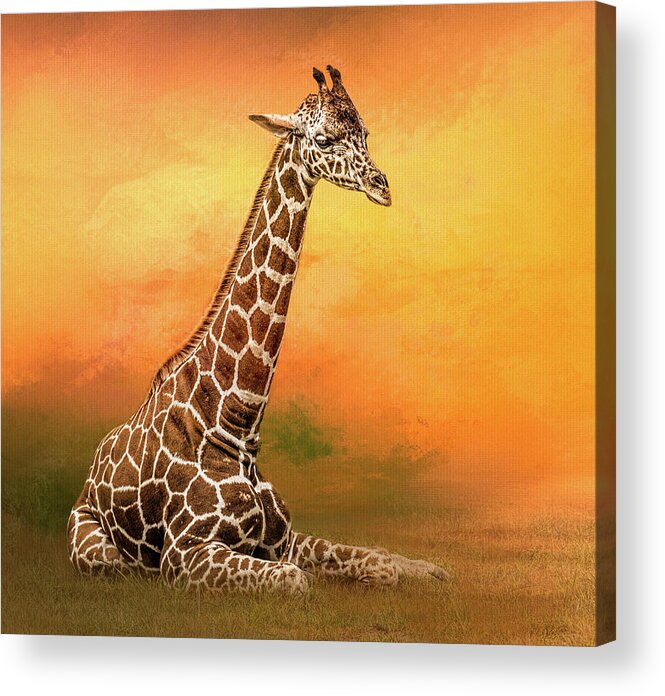Giraffe Acrylic Print featuring the photograph Lazin' In The Grass by Wes Iversen