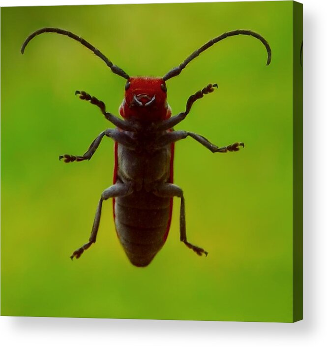 Milkweed Beetle Acrylic Print featuring the photograph Love Bug by Danielle R T Haney