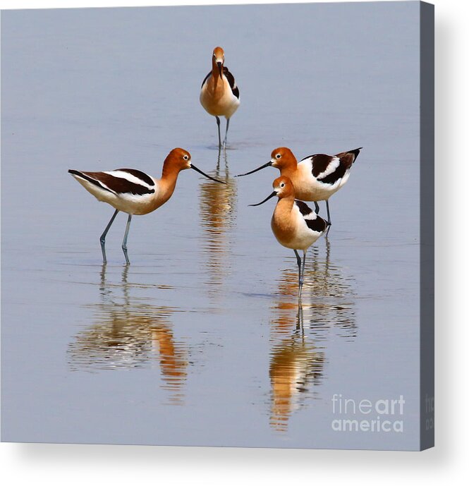 American Avocet Acrylic Print featuring the photograph Meeting of the Minds by Marty Fancy