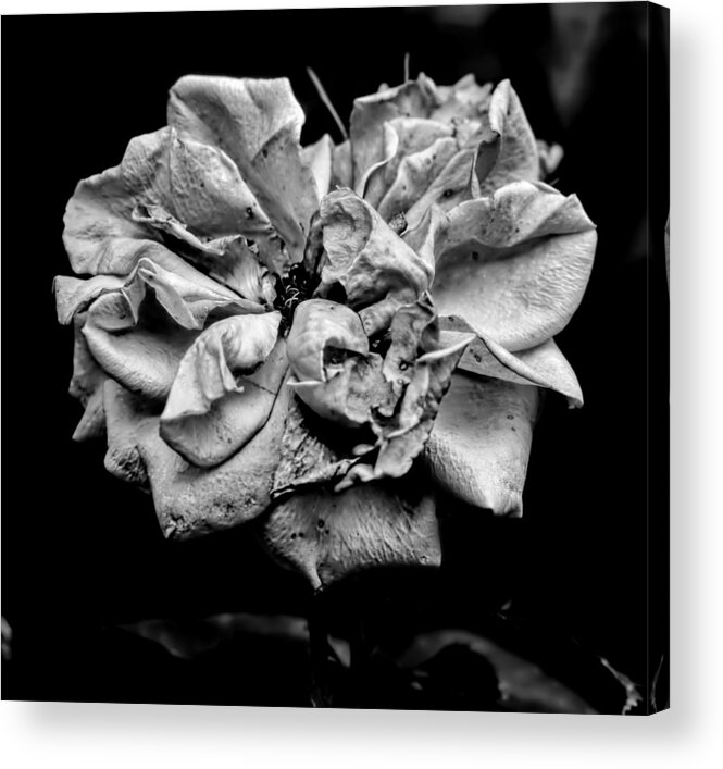 Black And White Acrylic Print featuring the photograph Monochrome Rose August by Leif Sohlman