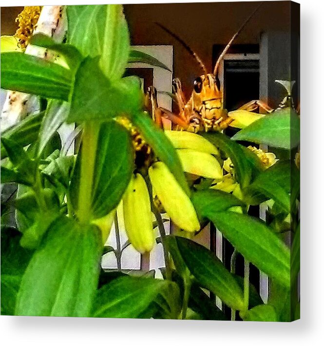 Insect Acrylic Print featuring the photograph Morning Visitor by Suzanne Berthier