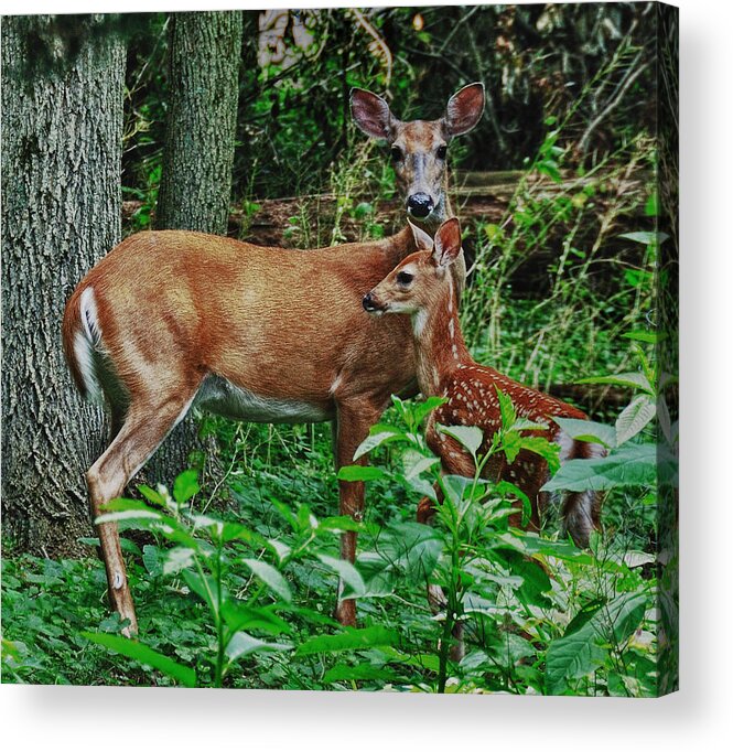 Deer Acrylic Print featuring the photograph Mother and Child by Mark Fuller