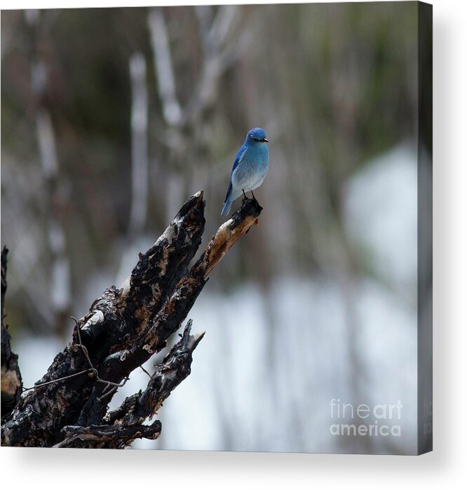 Mountain Bluebird Acrylic Print featuring the photograph Mountain Bluebird in the Spring Snow by Natural Focal Point Photography