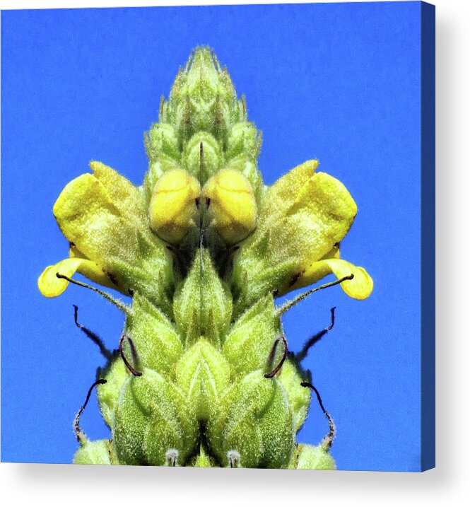 Mirror Image Pareidolia Acrylic Print featuring the photograph Mullein Flower Pareidolia by Constantine Gregory