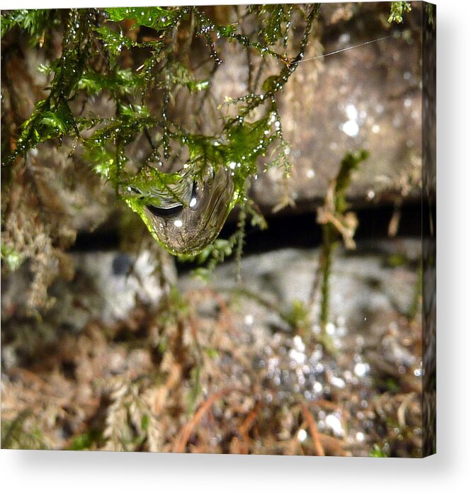 Macro Acrylic Print featuring the photograph Nature water drop by Lukasz Ryszka