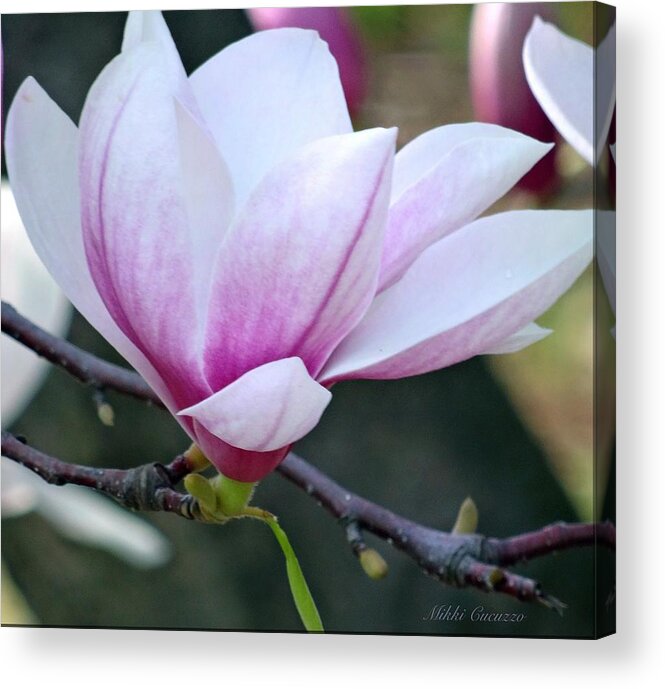 Spring Acrylic Print featuring the photograph New Life 2 by Mikki Cucuzzo