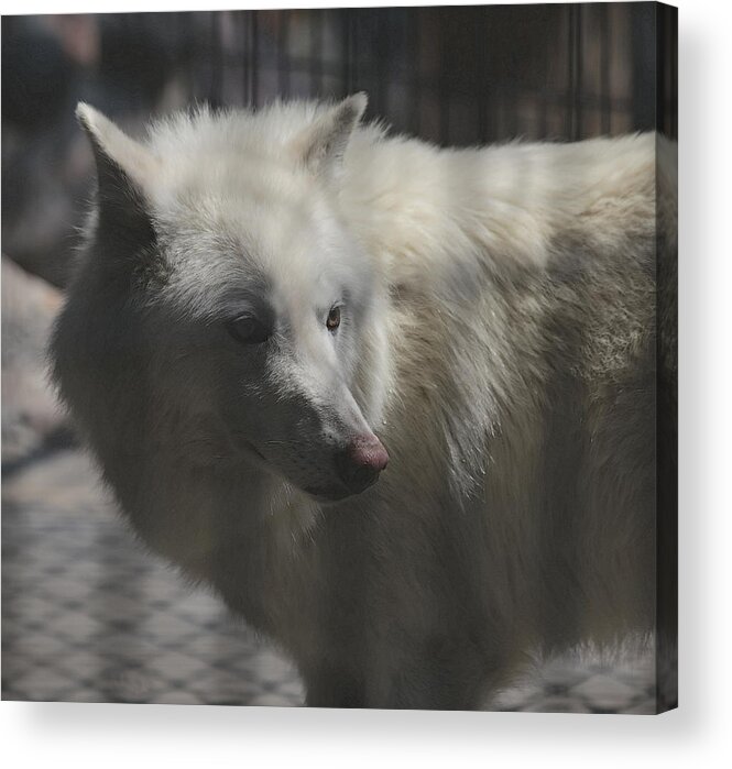 Wolf Acrylic Print featuring the photograph No Room To Roam by Frank Guemmer