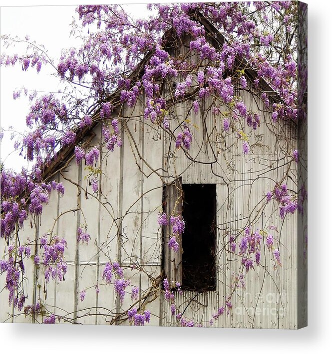 Flower Acrylic Print featuring the photograph Ole Tin Barn and Wisteria by Jan Gelders