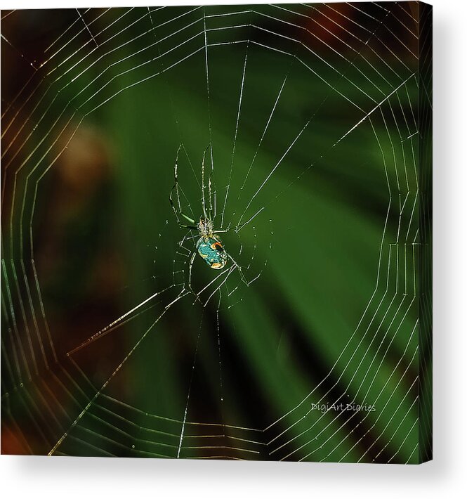 Spider Acrylic Print featuring the photograph Orchard Orb by DigiArt Diaries by Vicky B Fuller
