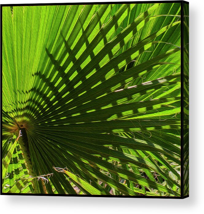 Oro Valley Acrylic Print featuring the photograph Palm Pattern No.1 by Mark Myhaver