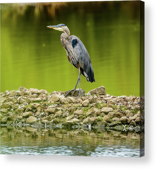 Blue Heron Acrylic Print featuring the photograph Peaceful Heron by Jerry Cahill