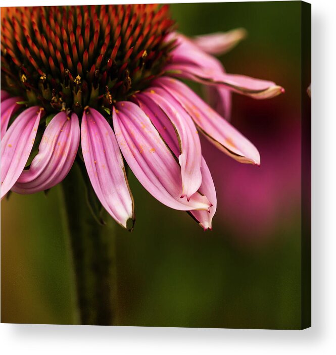 Trio Of Echinacea. Jean Noren Acrylic Print featuring the photograph Petals Crossed by Jean Noren