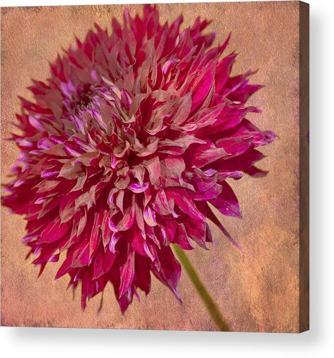 Dalia Acrylic Print featuring the photograph Pink Dalia with texture by Roni Chastain