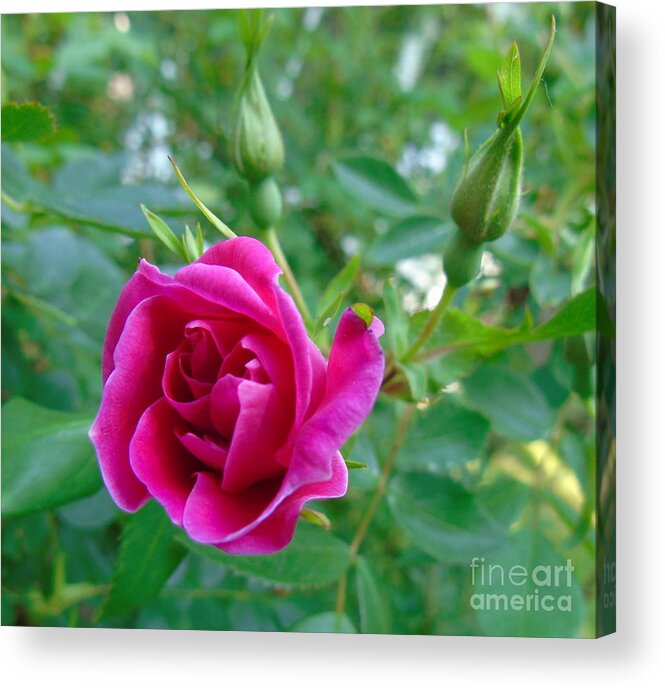 William Baffin Rose Acrylic Print featuring the photograph Pink Rose and Buds by Susan Lafleur