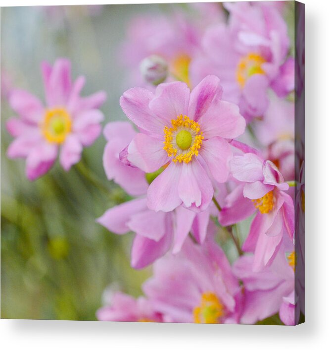 Japanese Anemones Acrylic Print featuring the photograph Pinkness 4 by Fraida Gutovich