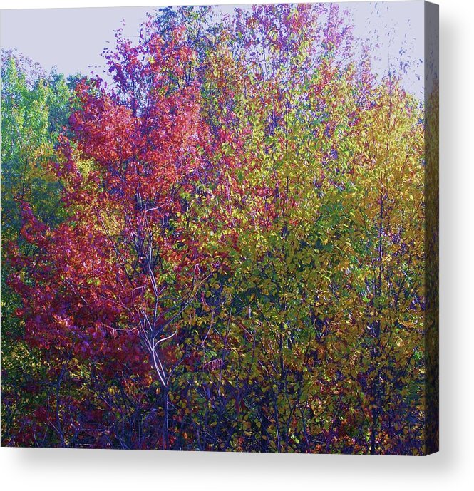 Fall Leaves Acrylic Print featuring the photograph Polychromatic by Cathy Sosnowski