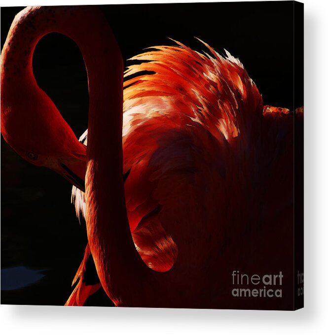 Flamingo Acrylic Print featuring the photograph Preen by Linda Shafer