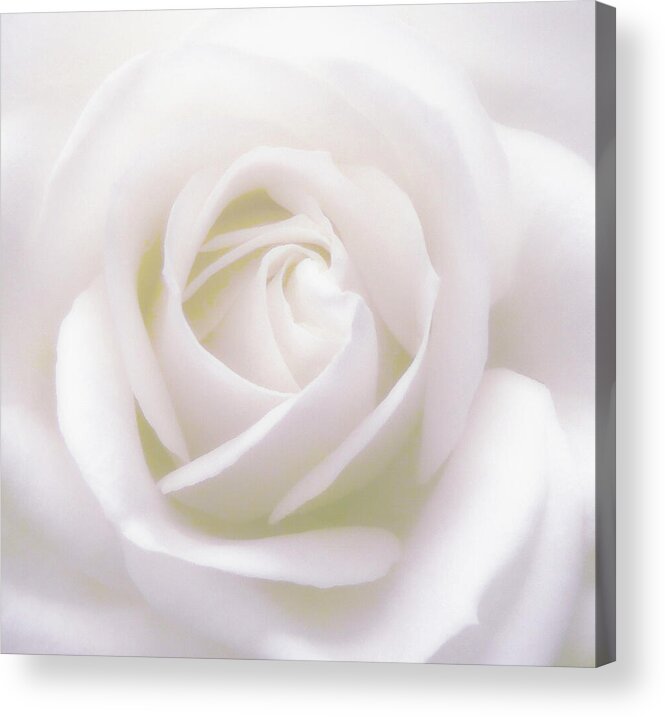 Rose Acrylic Print featuring the photograph Fresh And White by Johanna Hurmerinta