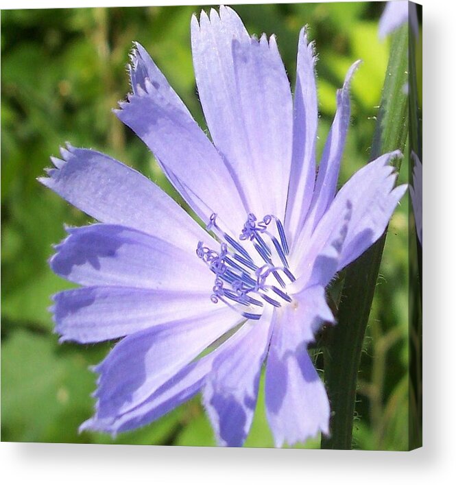 Purple Prairie Flower Nature Garden Acrylic Print featuring the photograph Purple Prairie Flower by Anna Villarreal Garbis