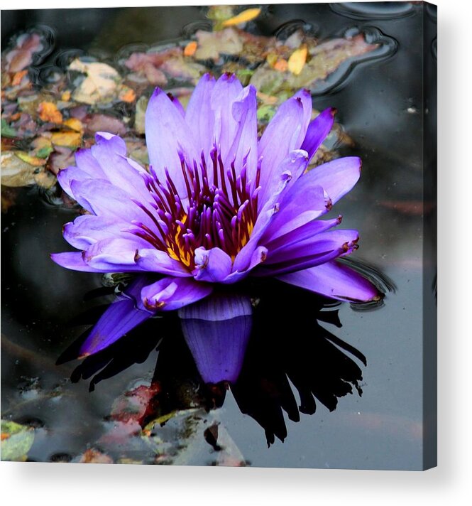 Floral Acrylic Print featuring the photograph Purple Water Lily by Freda Sbordoni